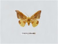 藏品(銀端帶鉤蛾)的圖片